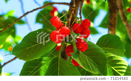 櫻桃紅色水果的風景 71814583
