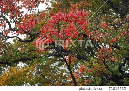 Nankinhase 71814585