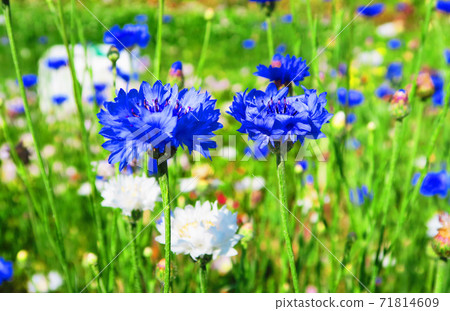 Landscape with cornflowers Landscape with cornflowers 71814609