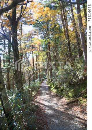 樹洩漏日路 樹洩漏日路 71814658