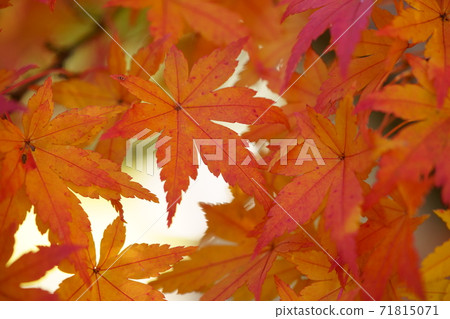 Close-up of autumn leaves with a macro lens 71815071