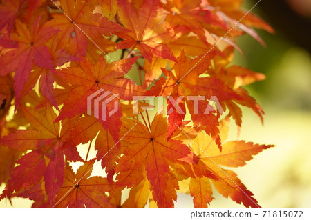 Close-up of autumn leaves with a macro lens 71815072
