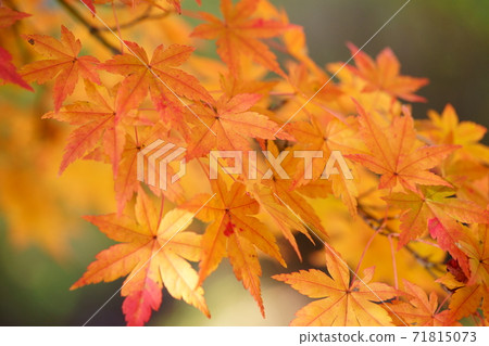 Close-up of autumn leaves with a macro lens 71815073