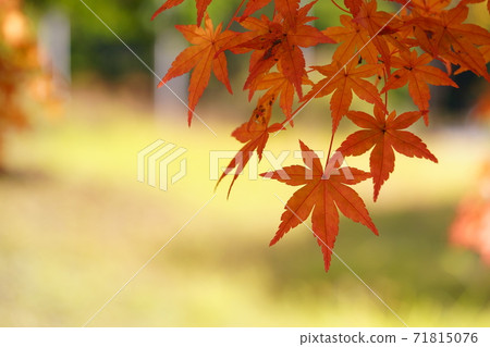 Close-up of autumn leaves with a macro lens 71815076