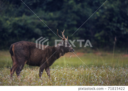 male sambar deer in khao yai national park thailand 71815422