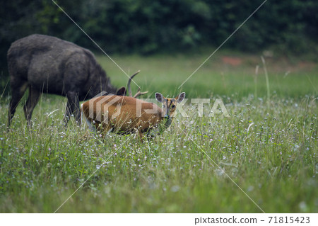 barking deer and sambar deer in khao yai national park thailand 71815423