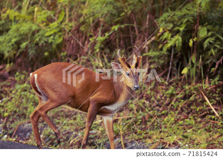 side view of barking deer in khao yai national park thailand 71815424