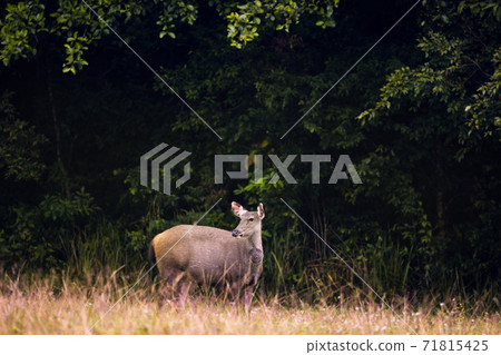 sambar deer in khao yai national park thailand 71815425