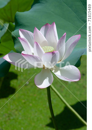 2 July 2007 a blooming pink lotus flower with green leaf 71815489