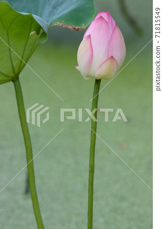 2 July 2007 a blooming pink lotus flower with green leaf 71815549