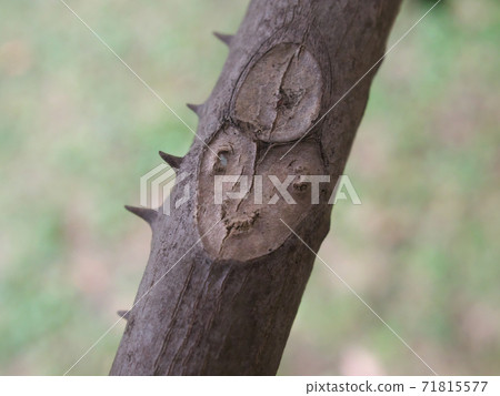 Leaf marks of Zanthoxylum lanceolata look like unique faces of humans and animals Leaf marks of Zanthoxylum lanceolata look like unique faces of humans and animals 71815577