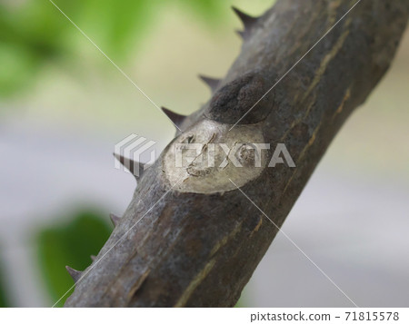 Leaf marks of Zanthoxylum lanceolata look like unique faces of humans and animals Leaf marks of Zanthoxylum lanceolata look like unique faces of humans and animals 71815578