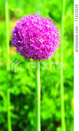 Allium flower scenery (at Toneri Park in Adachi-ku, Tokyo) Allium flower scenery (at Toneri Park in Adachi-ku, Tokyo) 71815626