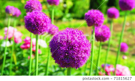 Allium flower scenery (at Toneri Park in Adachi-ku, Tokyo) Allium flower scenery (at Toneri Park in Adachi-ku, Tokyo) 71815627