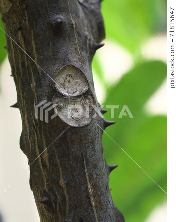Leaf marks of Zanthoxylum lanceolata look like unique faces of humans and animals 71815647