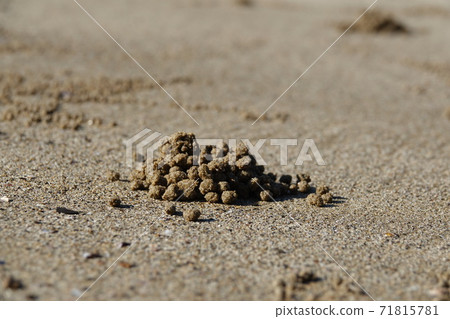 crab蟹sand子 71815781