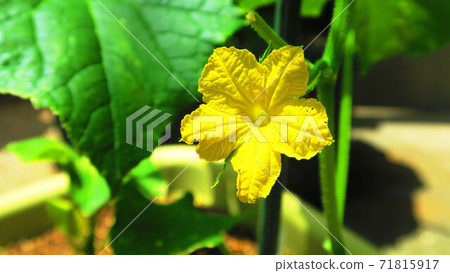 風景與黃瓜的黃花 風景與黃瓜的黃花 71815917