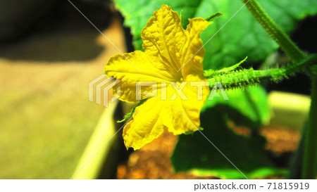 風景與黃瓜的黃花 71815919