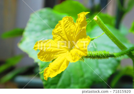 風景與黃瓜的黃花 風景與黃瓜的黃花 71815920