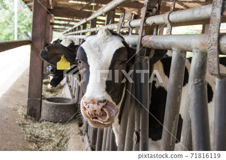 Closeup portrait young cow looks into the camera and yellow tagged ears at in the stall 71816119