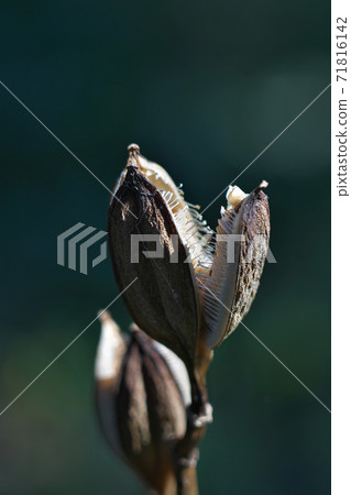Ubayuri水果在秋天,乾燥和三裂的“ sakuka”中有許多種子。 Ubayuri水果在秋天,乾燥和三裂的“ sakuka”中有許多種子。 71816142