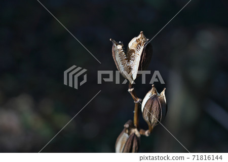 Ubayuri水果在秋天，乾燥和三裂的“ sakuka”中有許多種子。 71816144