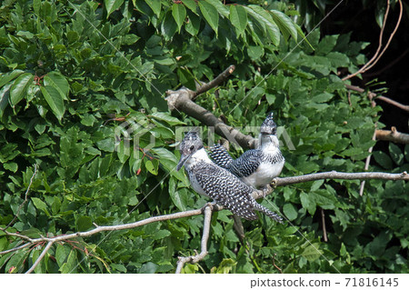 兩個Yamasemi擱在樹枝上 71816145