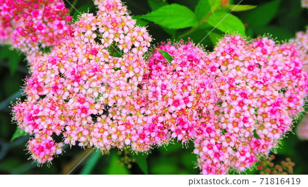 Landscape with spirea flowers Landscape with spirea flowers 71816419