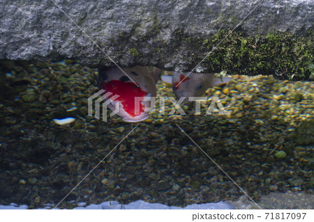 Shimabara City, Nagasaki Prefecture, a city where carp swims 71817097