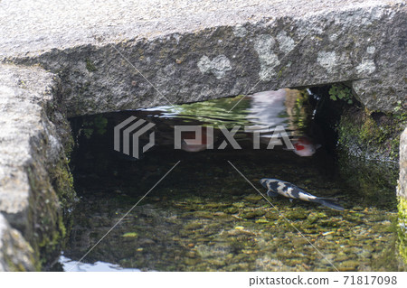 Shimabara City, Nagasaki Prefecture, a city where carp swims Shimabara City, Nagasaki Prefecture, a city where carp swims 71817098