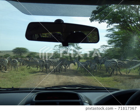 Drive Safari Kenya 71817367