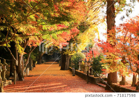 Autumn leaves of Sumida Shrine Autumn leaves of Sumida Shrine 71817598