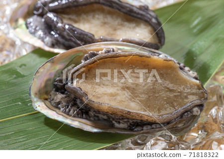Fresh abalone 71818322