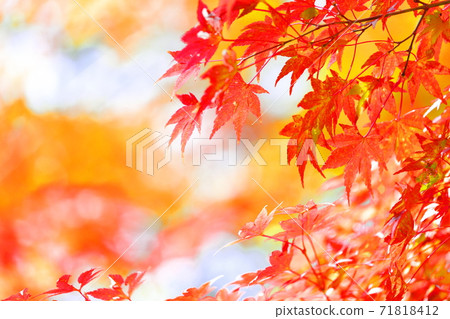 秋天的紅葉 秋天的紅葉 71818412