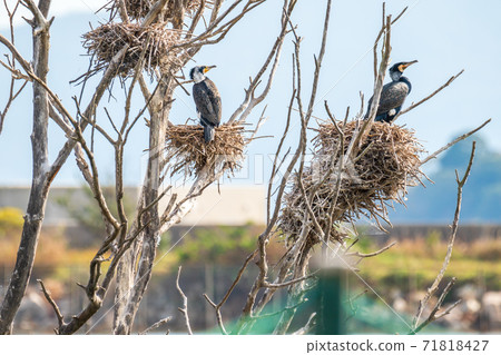 鸕鶿的巢 71818427