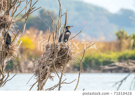 鸕鶿的巢 71818428