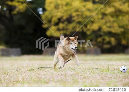 Shiba Inu playing in the autumn park 71818430