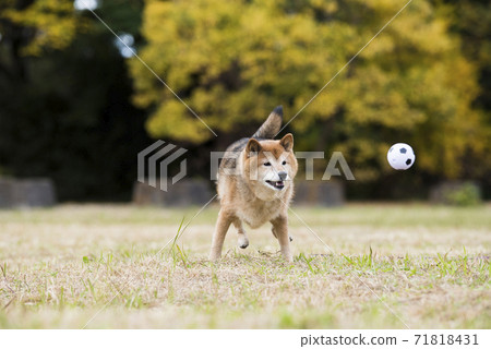 Shiba Inu playing in the autumn park 71818431