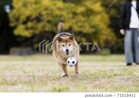 Shiba Inu playing in the autumn park 71818432