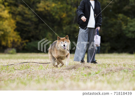 在秋天公園玩的柴犬 71818439