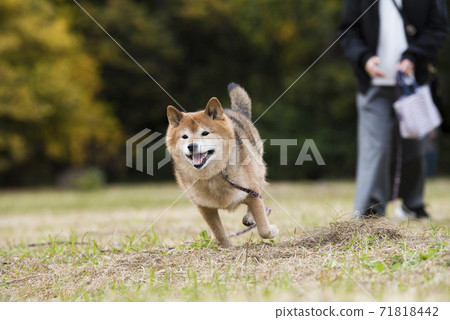 在秋天公園玩的柴犬 在秋天公園玩的柴犬 71818442