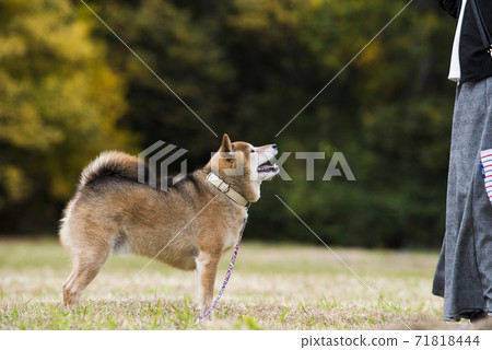 在秋天公園玩的柴犬 71818444