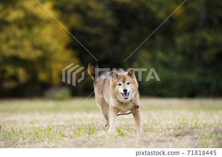 在秋天公園玩的柴犬 71818445