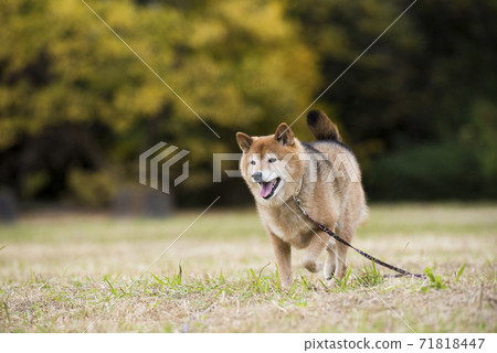 在秋天公園玩的柴犬 71818447