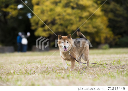 在秋天公園玩的柴犬 71818449