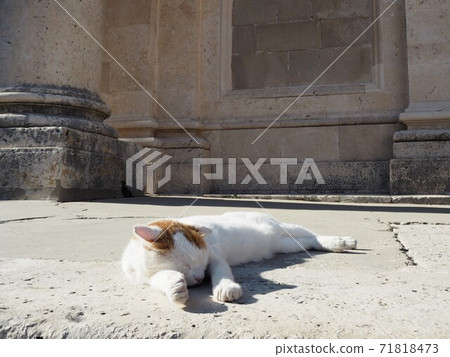 Stray cat Stray cat 71818473