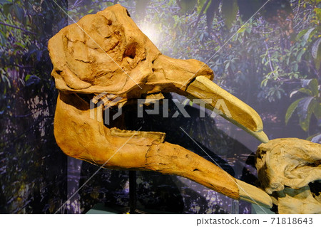 Gomphotherium, an ancient elephant that lived in the Middle Ages Gomphotherium, an ancient elephant that lived in the Middle Ages 71818643