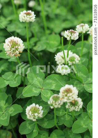 四葉草 三葉草 白三葉 71818916