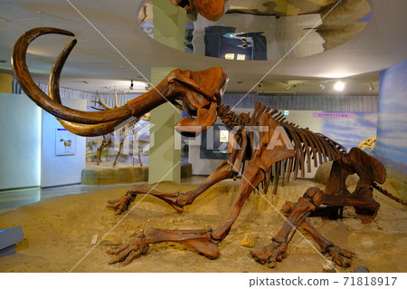 Skeleton specimen of Mammuthus chinensis, a representative of extinct animals Skeleton specimen of Mammuthus chinensis, a representative of extinct animals 71818917