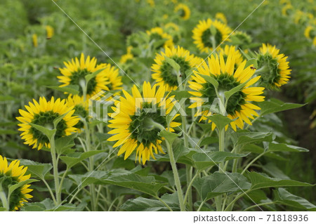 Behind the sunflower 71818936